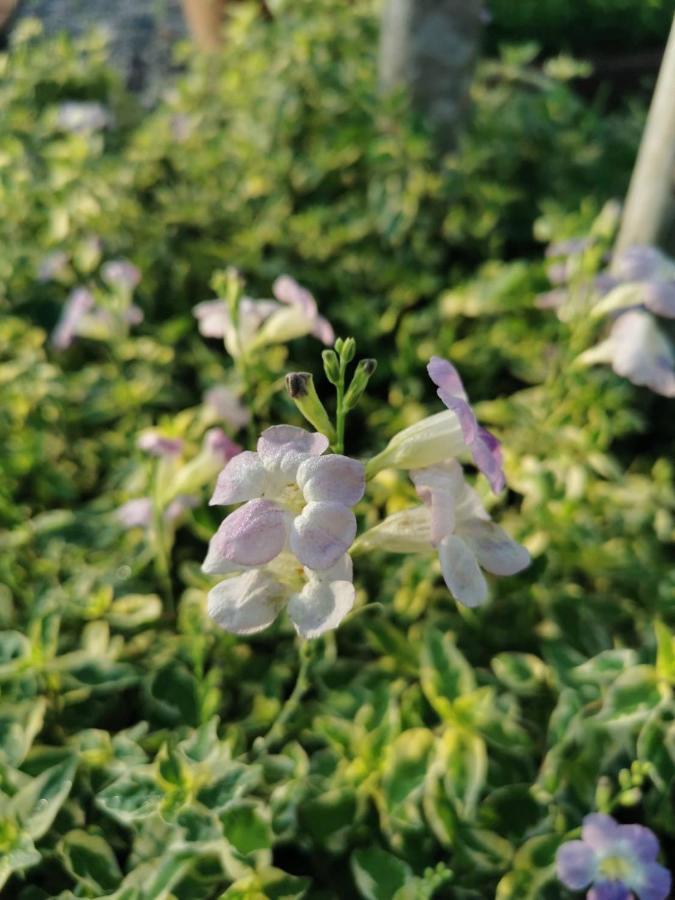 Nararin Garden House Bed & Breakfast Ban Nong Sa Екстериор снимка
